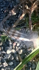 Red-tailed Hawk Feather