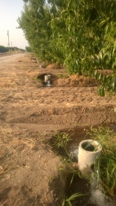 Last Irrigation?