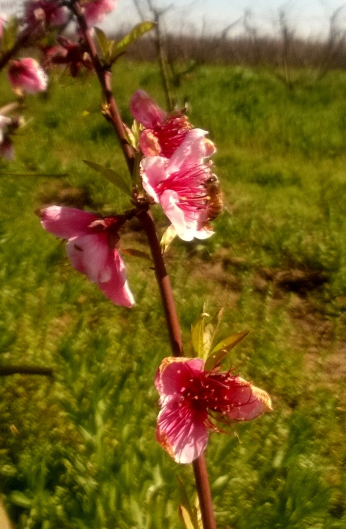 Nectarine Blossoms and Bee (March 2017)